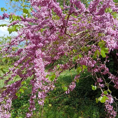 Frühstückspension Bastide Armande 3*