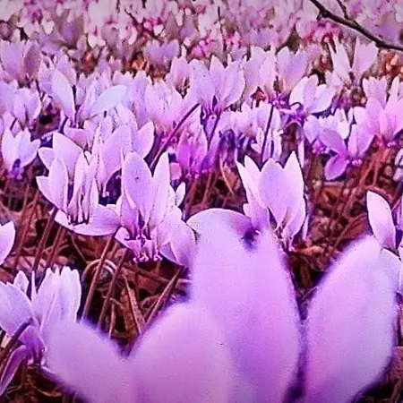 B&B Bastide Armande Dénat