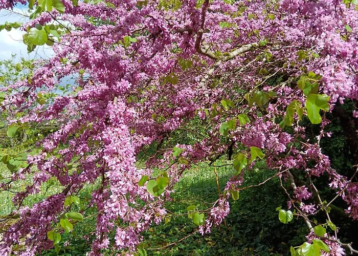 Bed & Breakfast Bastide Armande 3*