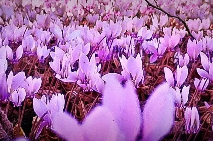 Bed & Breakfast Bastide Armande Denat